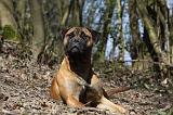 BULLMASTIFF 467